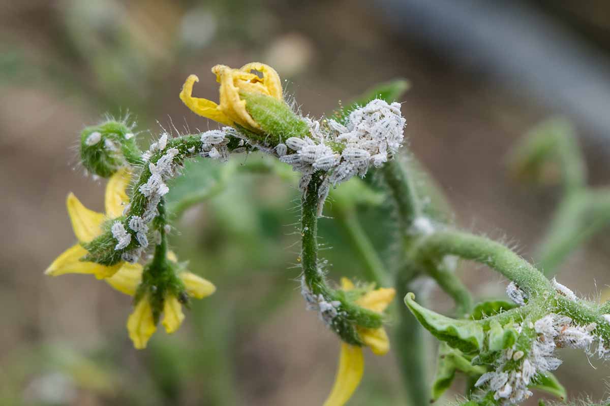 Une image horizontale rapprochée de ravageurs infestant une plante de tomate illustrée sur un fond de mise au point doux.