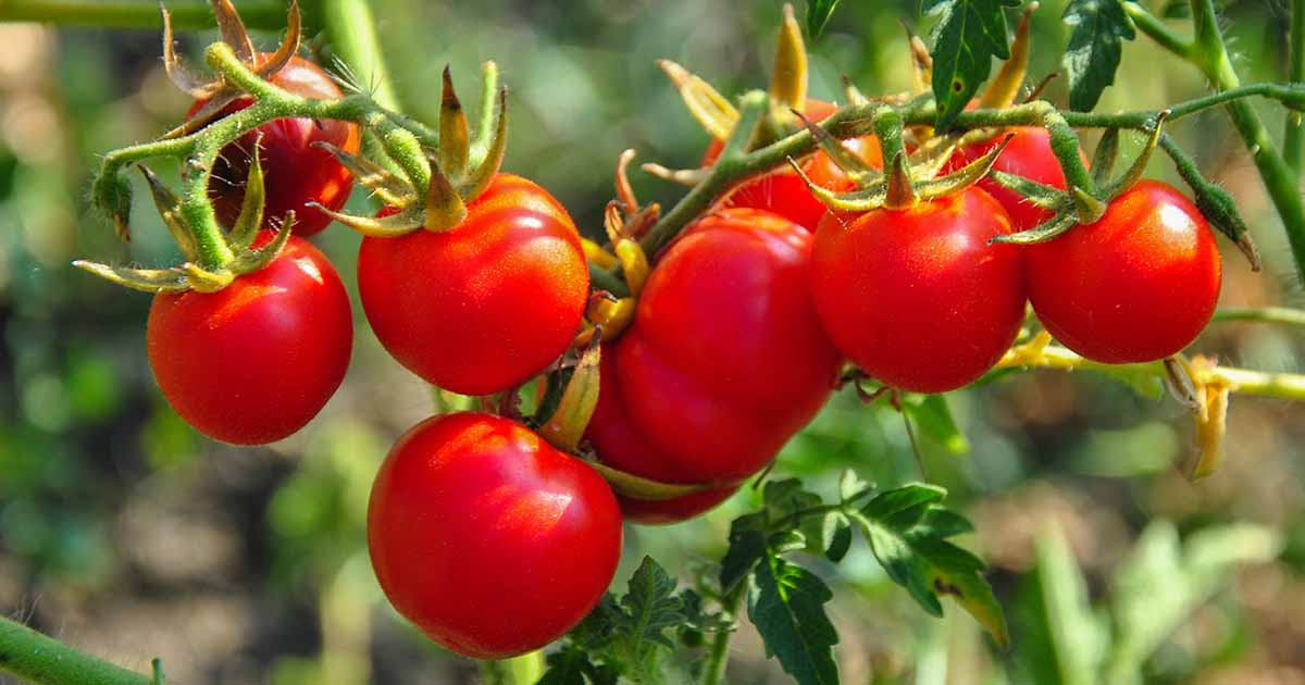 7 raisons pour lesquelles les plants de tomates fleurissent mais ne parviennent pas aux fruits