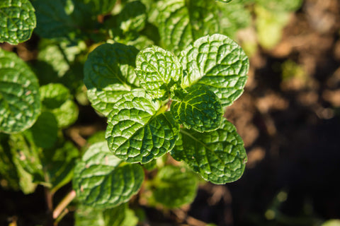 Menthe poivrée
