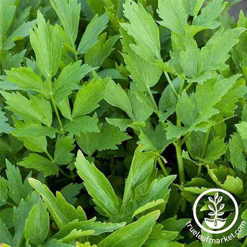 Une image carrée rapprochée de Lovage poussant dans le jardin. En bas à droite du cadre se trouve un logo circulaire avec du texte.