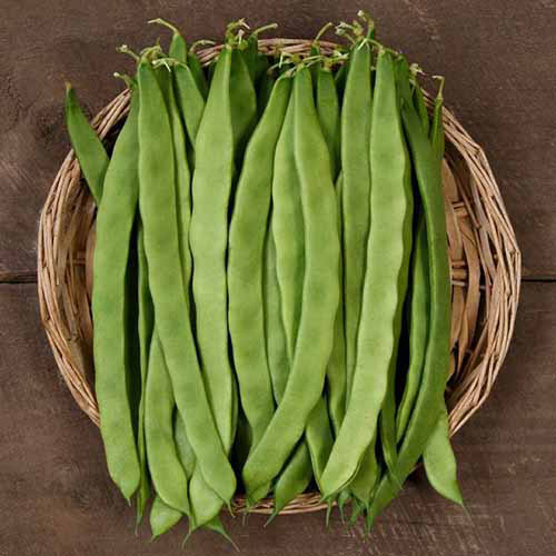 Une image carrée d'un panier en osier rempli de haricots de poteau «nord-est» fraîchement récoltés réglés sur une surface en bois.