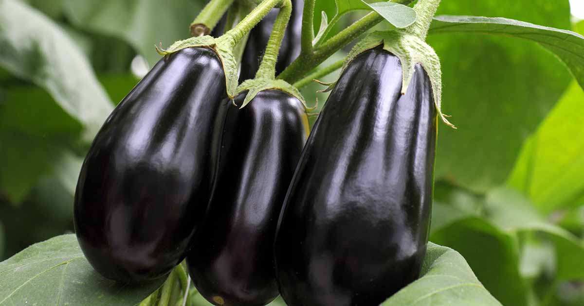 25 des meilleures plantes compagnons aubergine