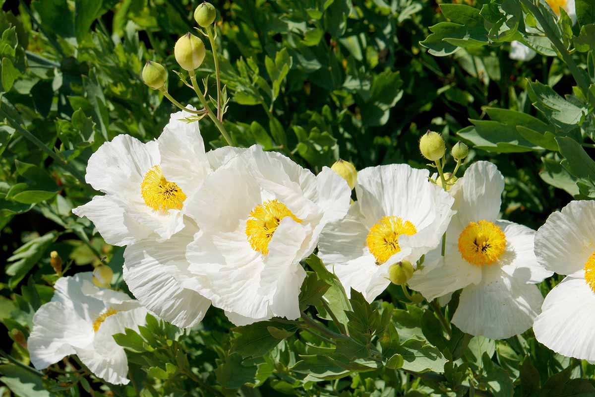 Une image horizontale rapprochée des coquelicots d'arbres californiens illustrés sous un soleil brillant.