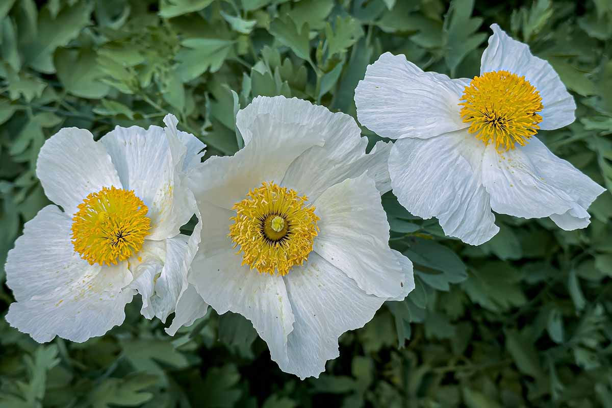 Une image horizontale rapprochée de California Tree Poppy aka Coulter's Matilija Flowers poussant dans le jardin entouré de feuillage en foyer doux.