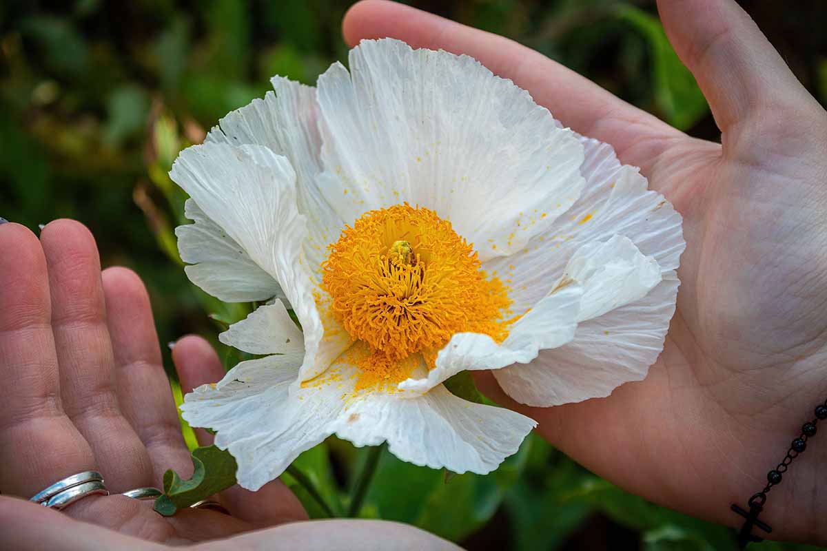 Une image horizontale rapprochée de deux mains tenant une fleur de pavot d'arbre californien pour démontrer la taille, illustrée sur un fond de mise au point doux.
