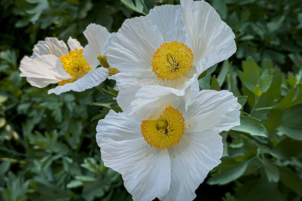 Une image horizontale rapprochée des fleurs en papier des coquelicots matilija de Coulter avec des pétales blancs et des centres jaunes.