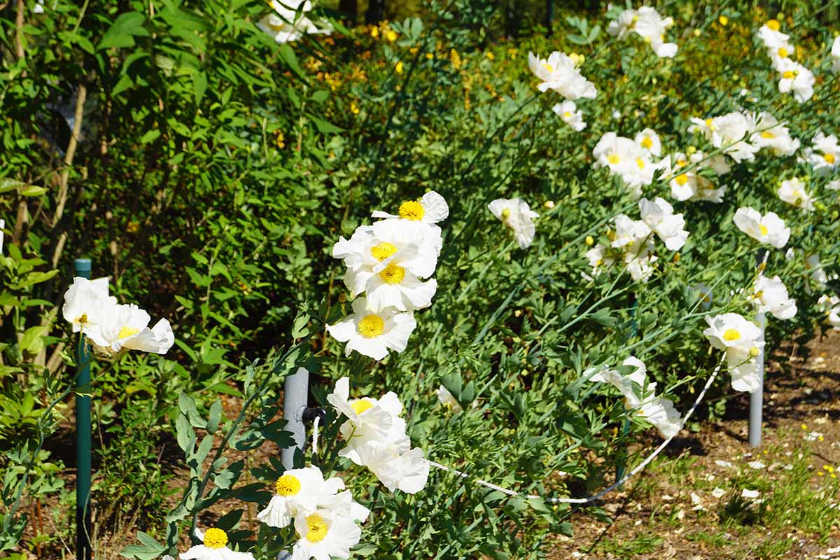 Un gros plan de coquelicots en Californie poussant dans un jardin ensoleillé.