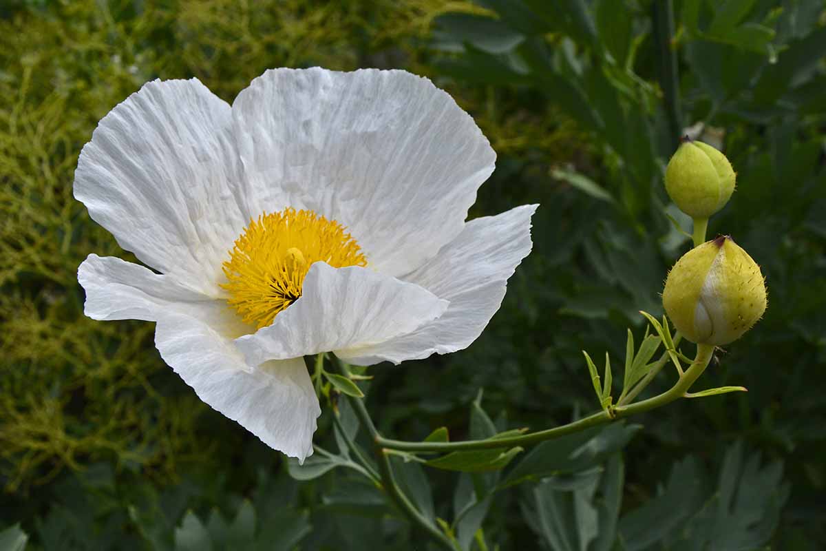 Une image horizontale grossière d'une fleur et deux bourgeons d'un hybride Romneya Coulteri «Cloud blanc» illustré sur un fond de mise au point doux sombre.