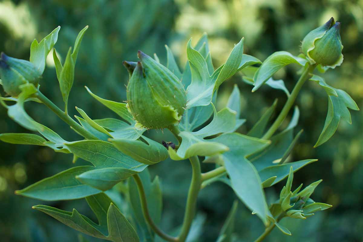 Une image horizontale rapprochée du feuillage et des bourgeons d'un coquelicot californien poussant dans le jardin illustré sur un fond de mise au point doux.