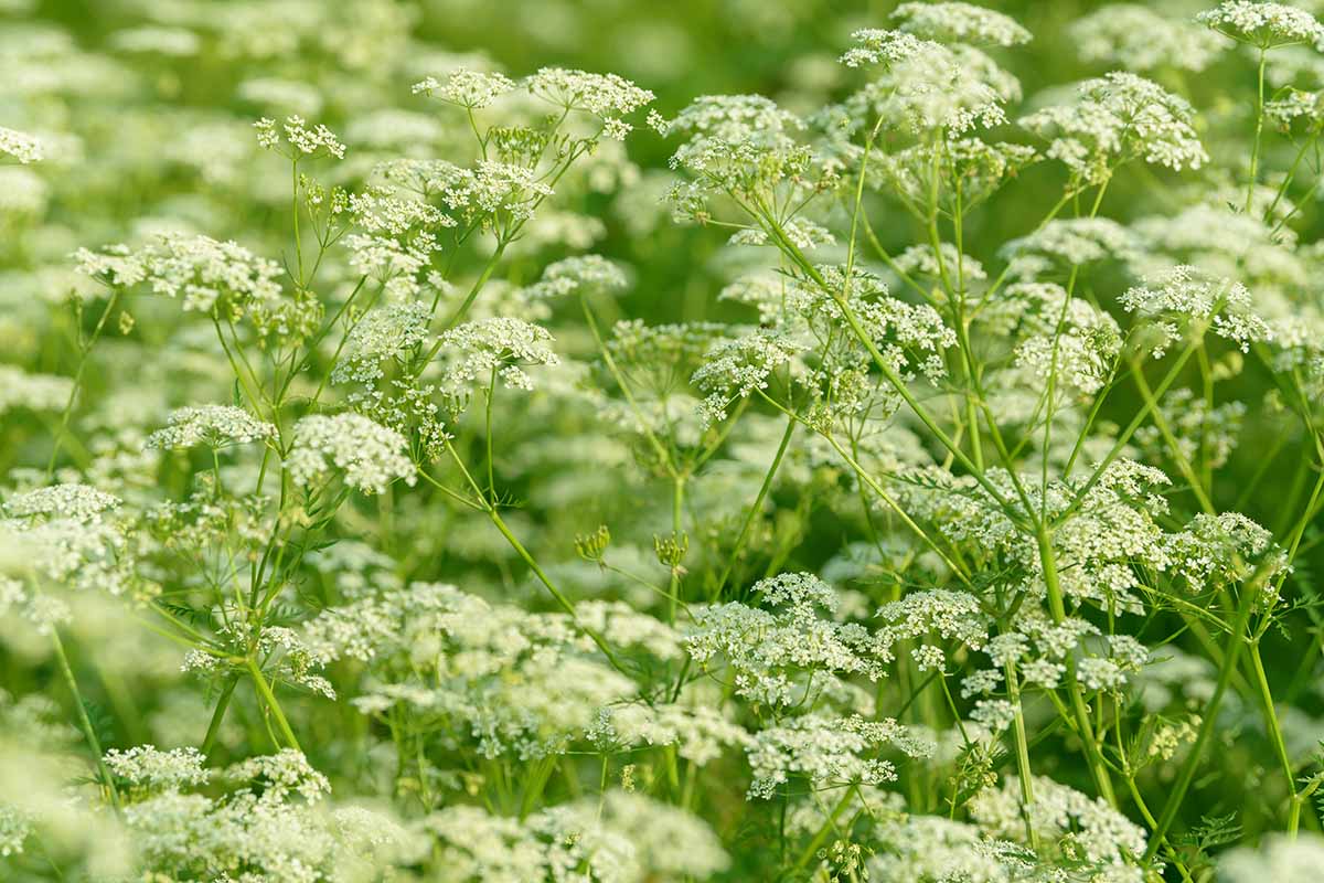 Une image horizontale rapprochée de l'anis (Pimpinella anisum) poussant dans le jardin.