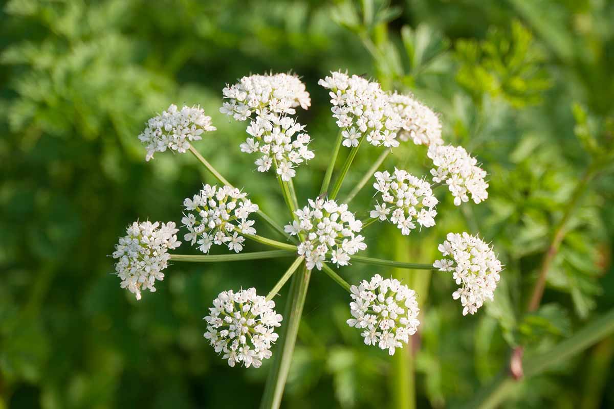 Une image horizontale rapprochée d'une ombe à fleurs d'anis poussant dans le jardin illustré sous le soleil léger sur un fond de mise au point doux.