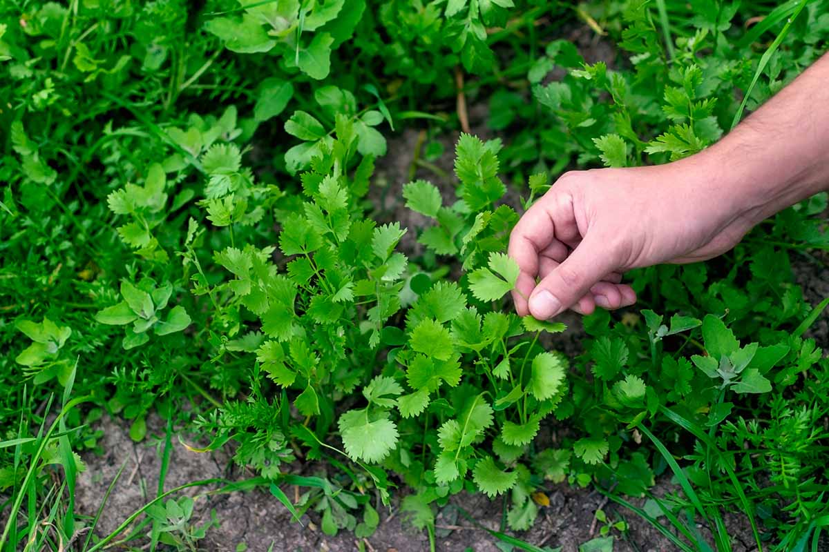 Une image horizontale rapprochée d'une main à droite du cadre de récolte du feuillage d'anis pour une utilisation dans le thé.