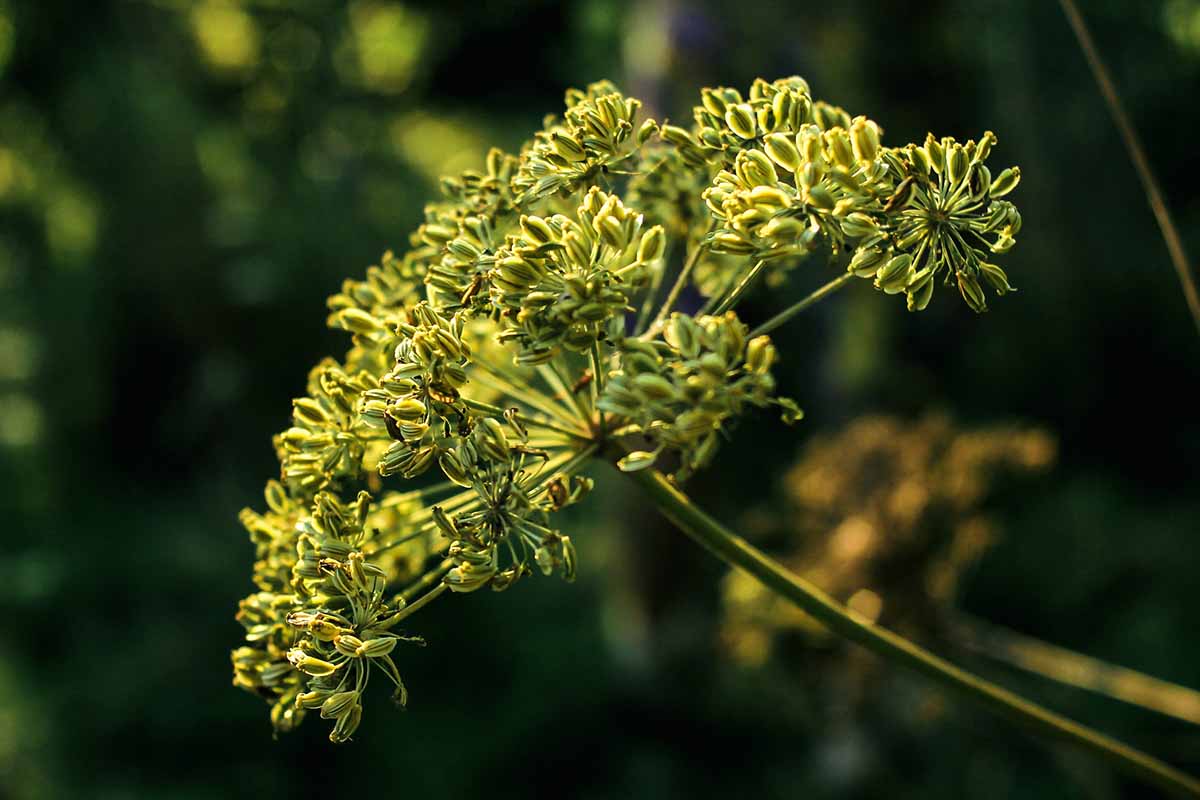 Une image horizontale rapprochée d'une fleur d'anis poussant dans le jardin illustré sous le soleil léger sur un fond de mise au point doux.
