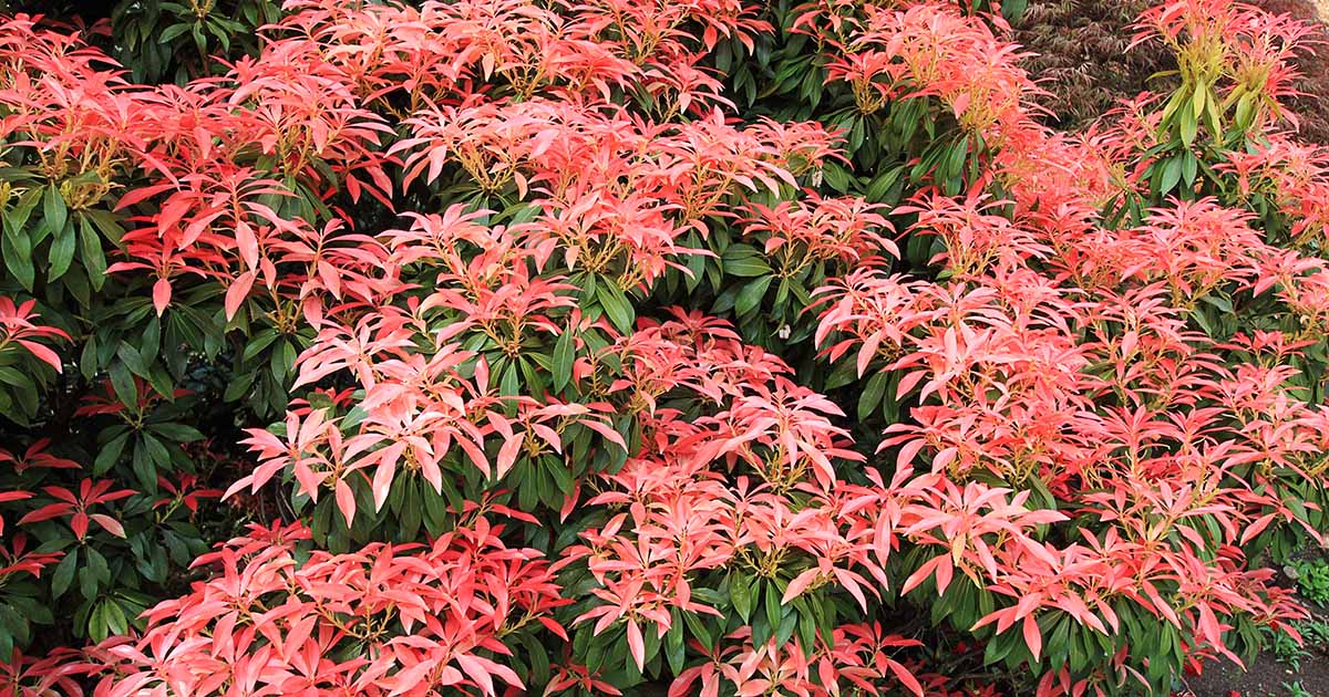 Comment grandir et prendre soin de l'Andromeda japonais (Pieris)