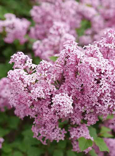 Un gros plan des fleurs roses du lilas «Purpink» poussant dans le jardin.