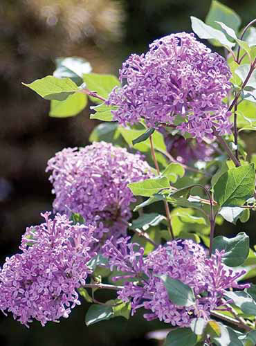 Un gros plan des fleurs violettes de Bloomerang Purple foncé sur le soleil léger sur un fond de mise au point doux.