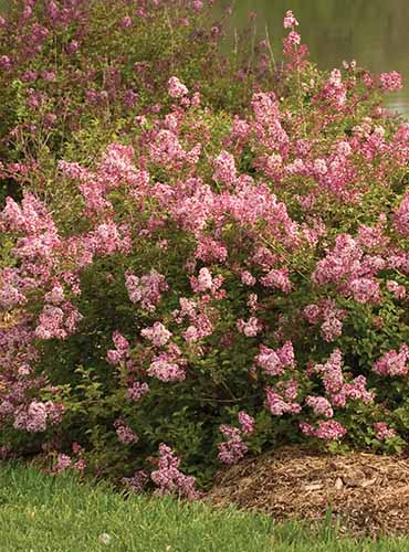 Une image verticale d'un Bloomerang rose nain poussant dans le jardin.