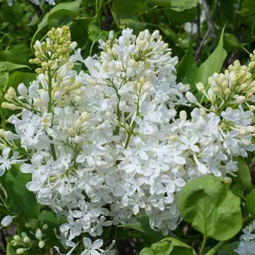 Une image carrée des fleurs blanches d'une naine blanche Bloomables poussant dans le jardin.