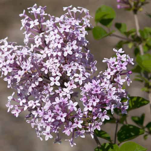 Une image carrée rapprochée des fleurs violettes légères du lilas nain «Josee» illustré sur un fond de mise au point doux.