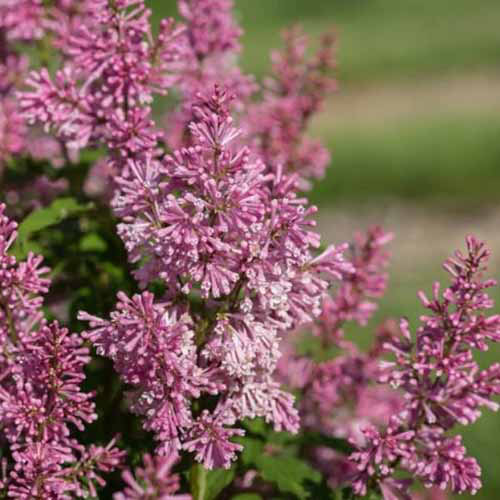 Une image carrée de fleurs «Jeflady» poussant dans le jardin illustré sous un soleil brillant sur un fond de mise au point doux.