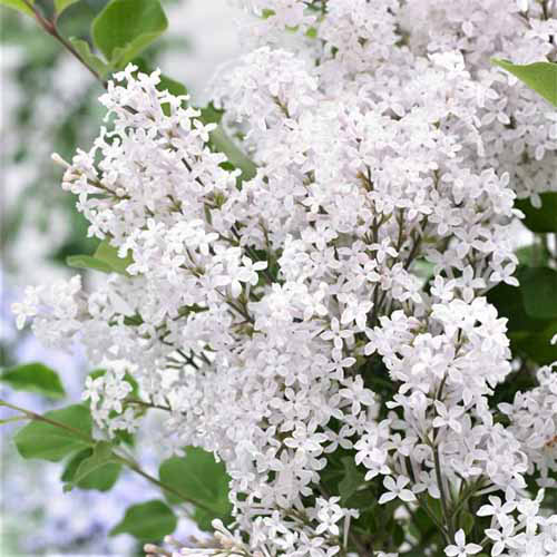 Une image carrée de fleurs de lilas blanc Flowerfesta poussant dans le jardin.