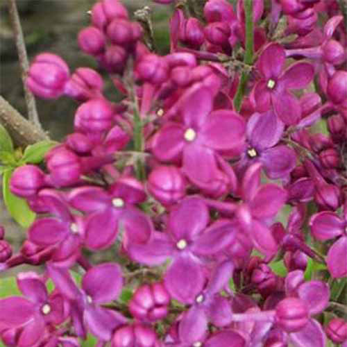 Une image carrée rapprochée de fleurs lilas de «déclaration» rose profond poussant dans le jardin.