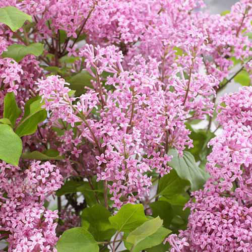 Une image carrée d'un lilas nain rose rose rose clair poussant dans le jardin.