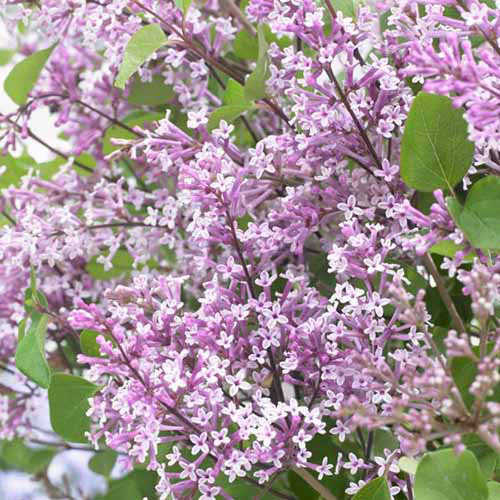Une image carrée des fleurs violettes légères du lilas nain violet florefesta poussant dans le jardin.