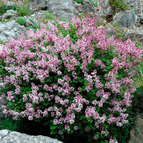 Une image carrée d'un petit lilas coréen poussant dans une rocaille.