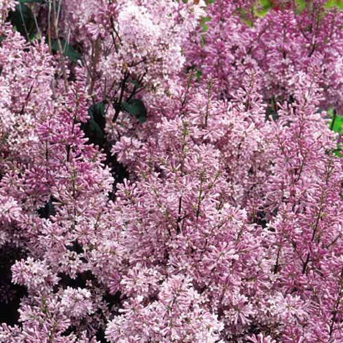Une image carrée de nain lilas «Minuet» poussant dans le jardin.