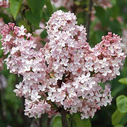 Une image carrée de fleurs lilas «Marie Francis» légères «Marie Francis poussant dans le jardin illustré sur un fond de mise au point doux.