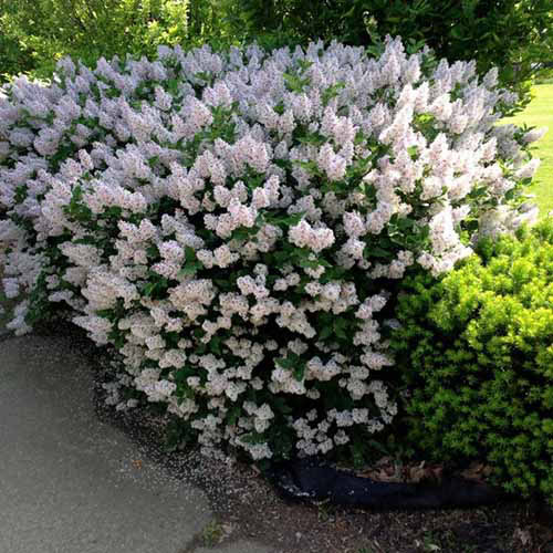 Une image carrée rapprochée du lilas nain «Miss Kim» en pleine floraison poussant comme une haie basse.