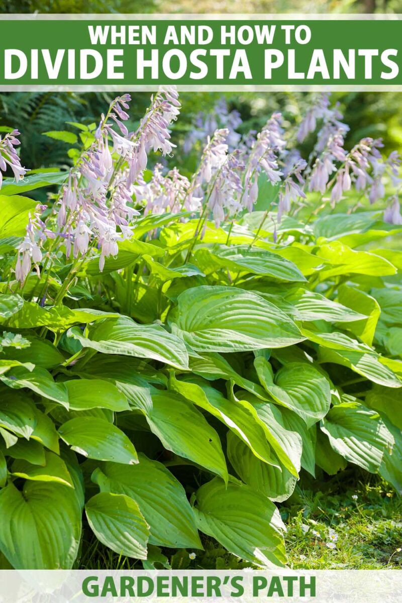 Une touffe de plantes hosta poussant dans le jardin avec des fleurs violettes.