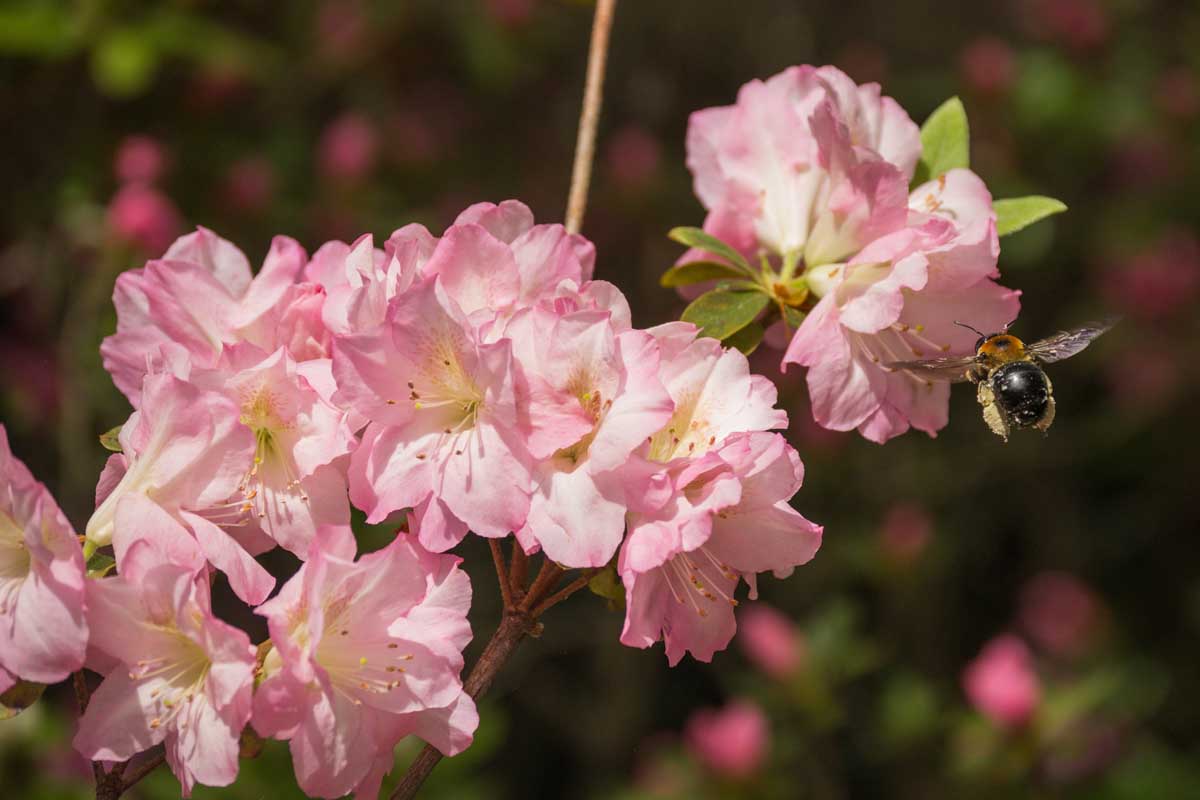 Une image horizontale rapprochée de fleurs rose vif avec une abeille, illustrée au soleil brillant sur un fond de mise au point doux.