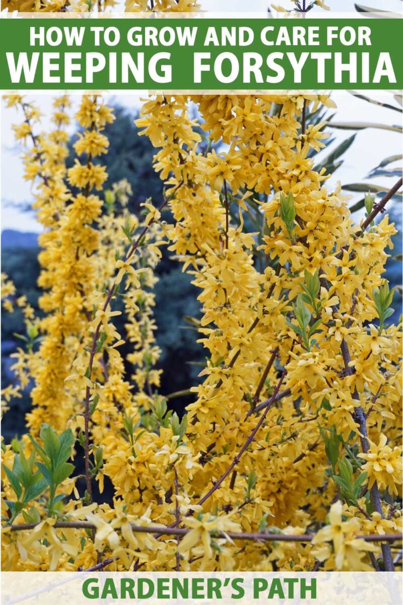 Branches de Forsythia suspense avec de petites fleurs jaunes en fleurs.