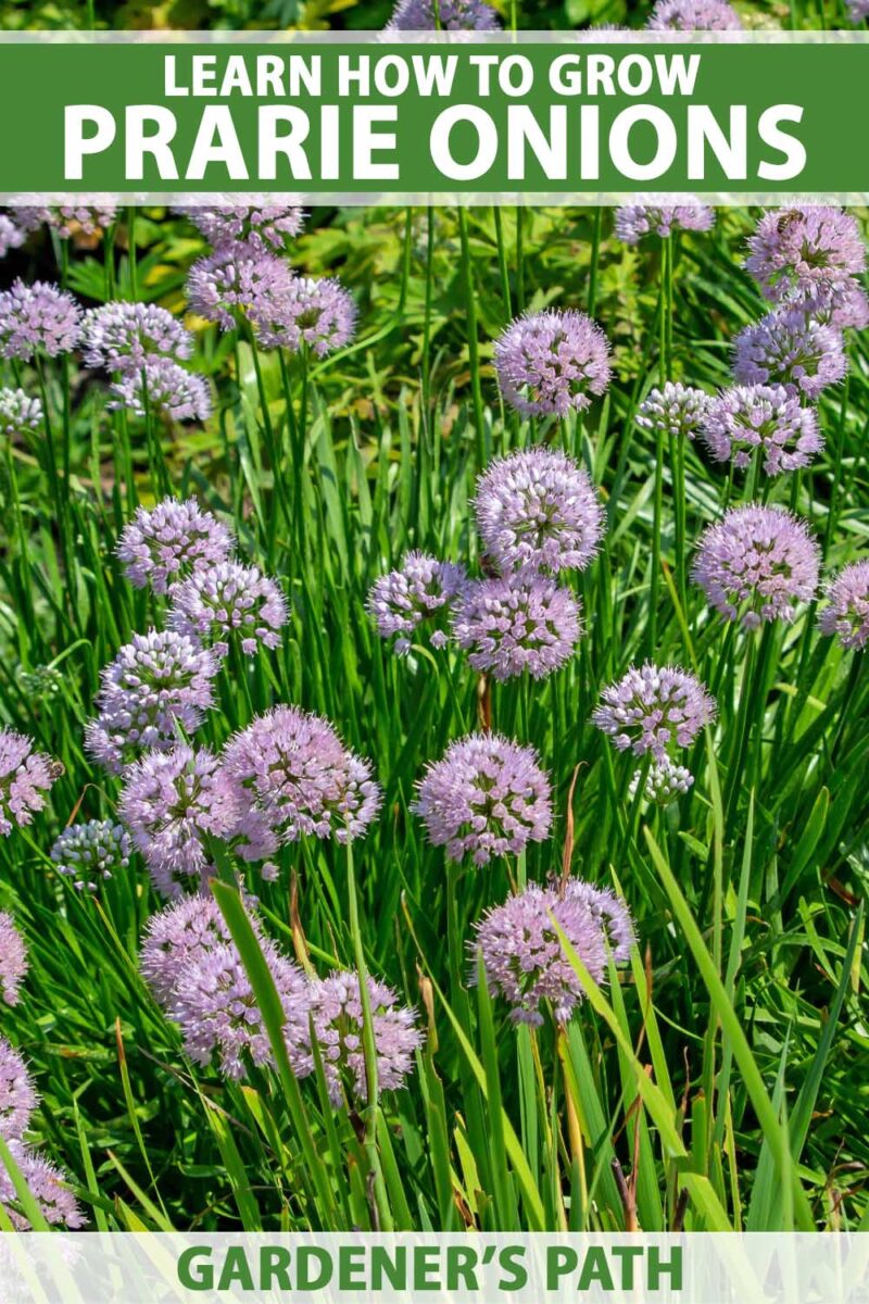Un groupe d'oignons de prairie en fleurs violettes.