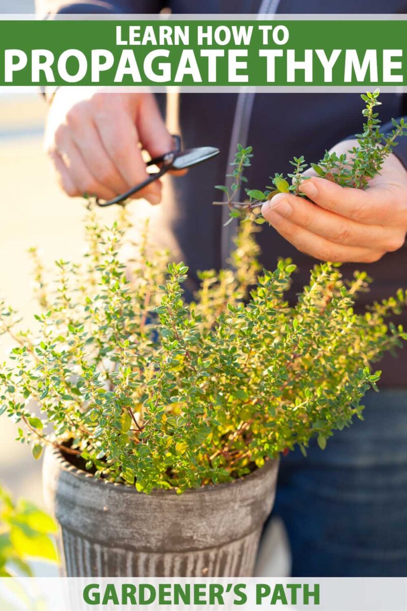 Une paire de mains de l'homme prend la coupe d'une plante de thym en pot.