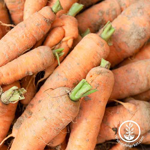 Une image carrée grossière d'une pile de carottes «King d'automne». En bas à droite du cadre se trouve un logo circulaire blanc avec du texte.