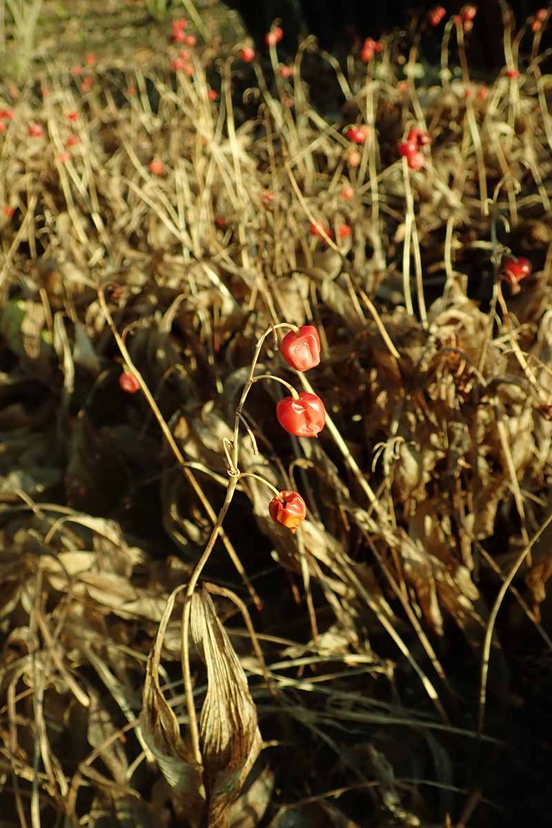 Une image verticale rapprochée de Lily des plantes de la vallée à l'automne, avec des fruits rouge vif et un feuillage brun, illustré au soleil du soir léger.