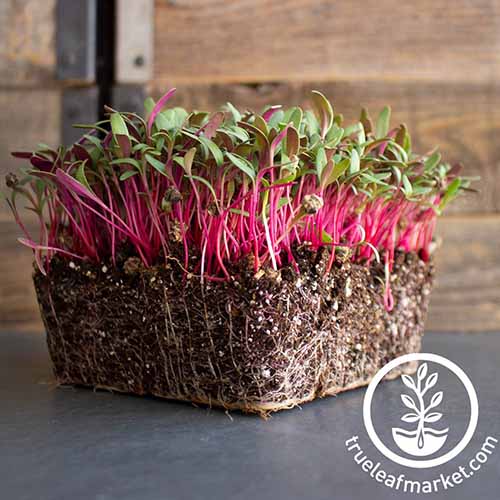 Une image carrée rapprochée de la bette à la bette à lèvres «Rose Lipstick» étant cultivée sous forme de micro-verts placés sur une surface gris foncé avec une clôture en bois en arrière-plan. En bas à droite du cadre se trouve un logo circulaire blanc avec du texte.