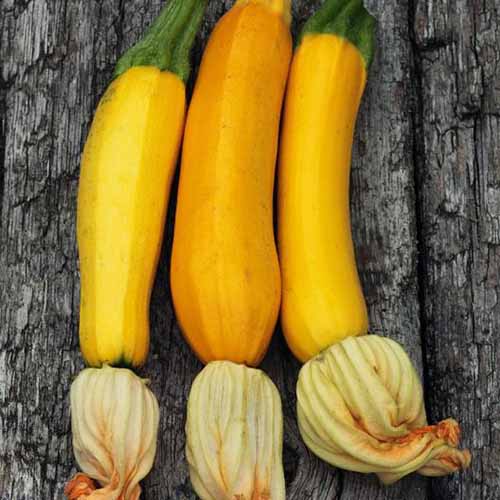 Une image carrée rapprochée de courgettes «dorées» fraîchement récoltées réglées sur une surface en bois.
