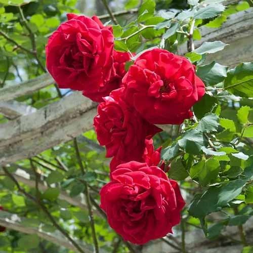 Une image carrée rapprochée des roses «Don Juan» rouges poussant sur une pergola.