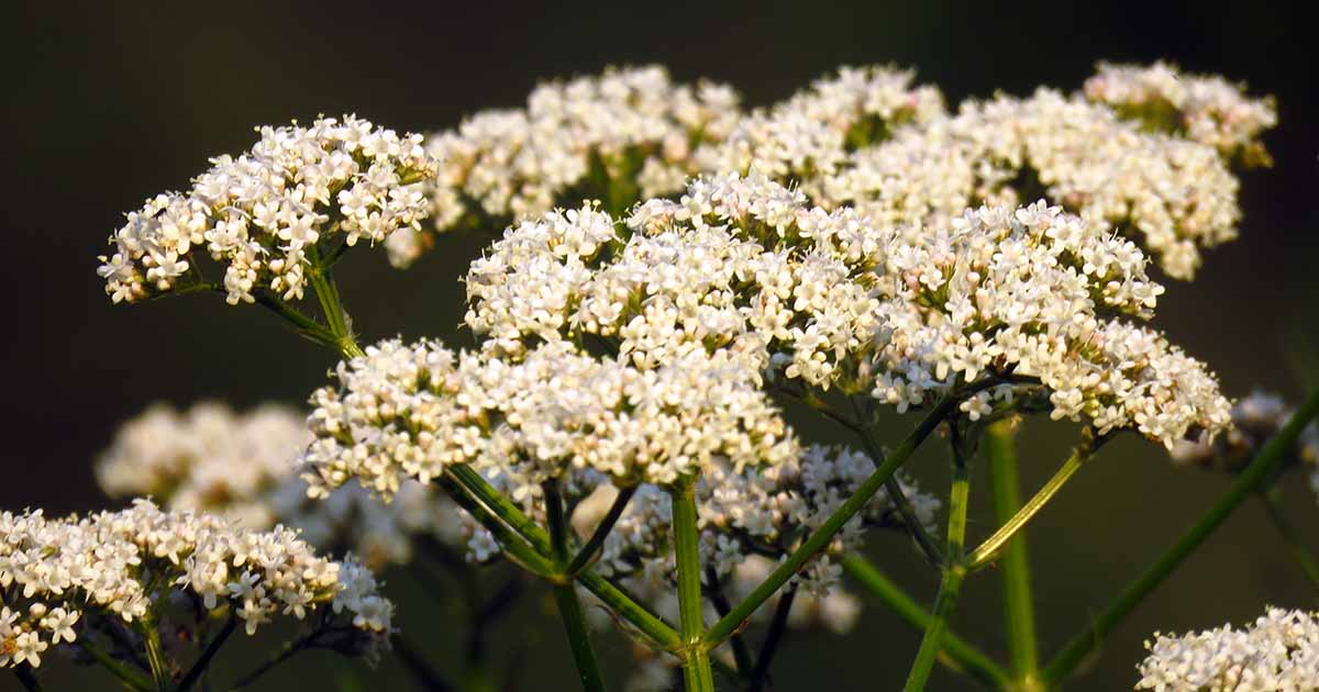 Apprenez à faire pousser des anis dans des pots et des conteneurs