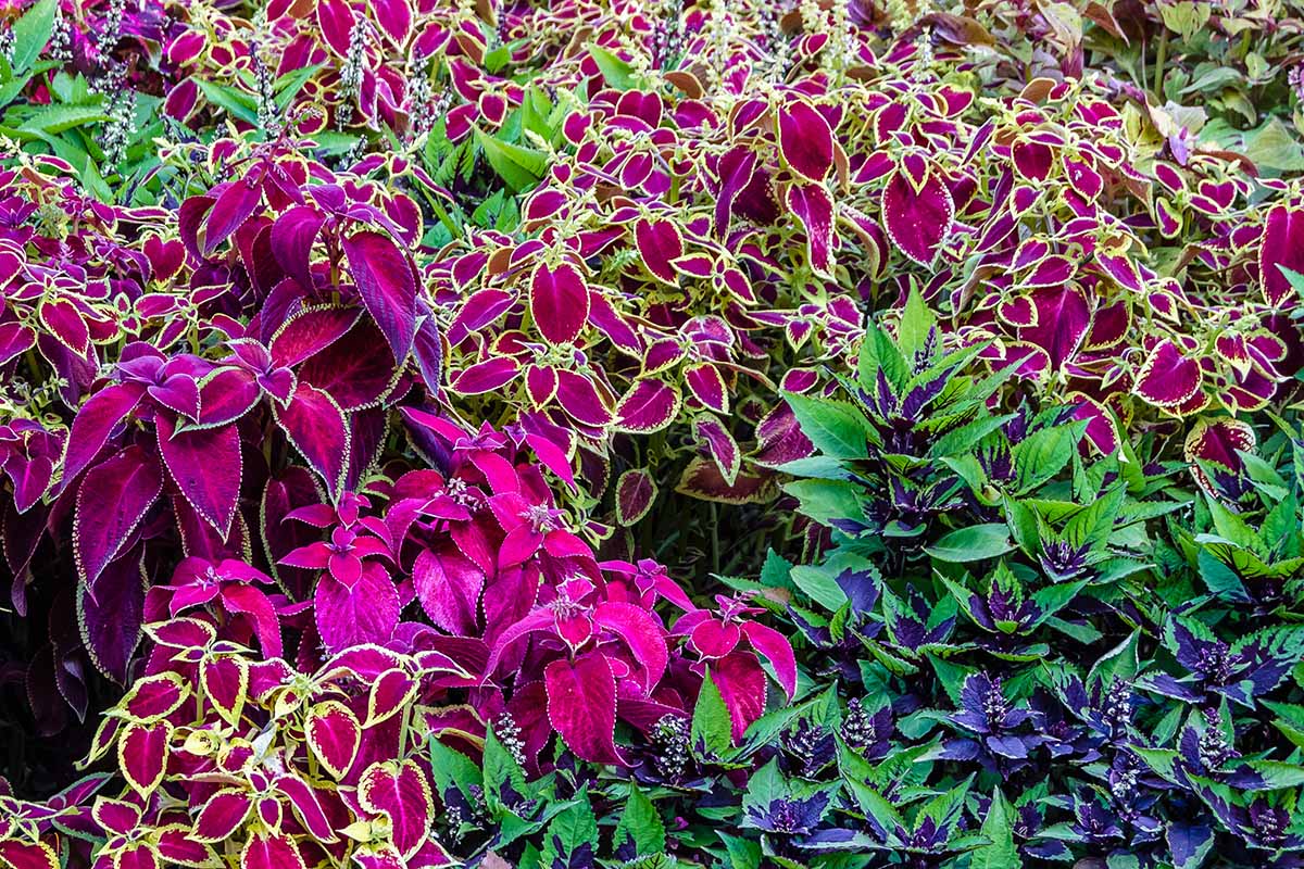 Une image horizontale rapprochée de différents types de variétés Coleus poussant dans le jardin en couleurs vives.