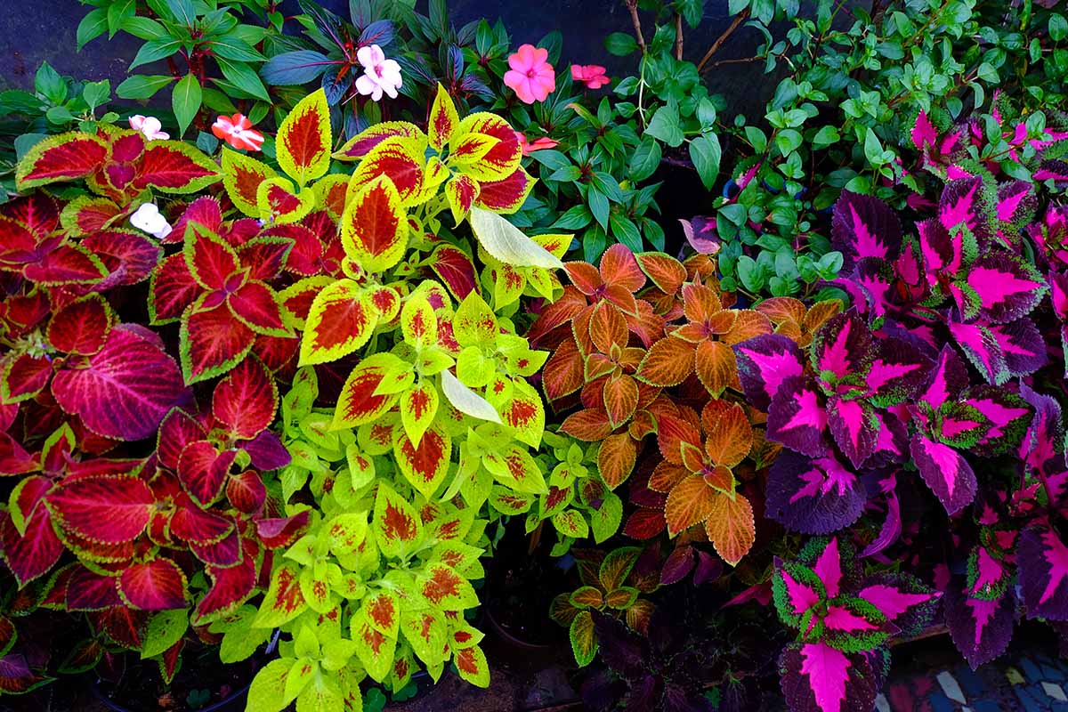 Une image horizontale rapprochée des plantes de feuillage colorées poussant dans le jardin dans des pots et des conteneurs.