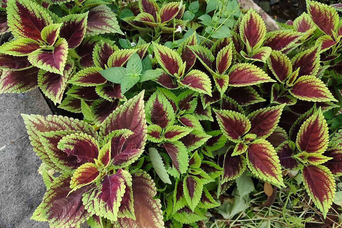 Une image horizontale rapprochée des plantes de feuillage vert et rouge poussant dans le jardin.