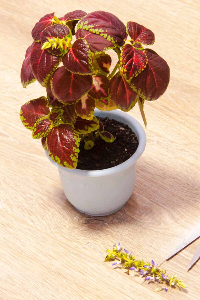 Une image verticale rapprochée d'une plante de Coleus en pot avec une fleur coupée et placée sur le côté sur une surface en bois.