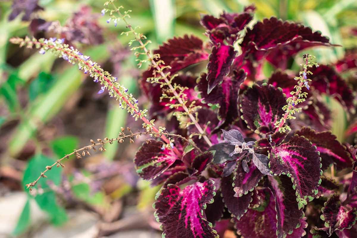 Une image horizontale rapprochée d'une plante en fleurs avec de longues tiges de fleurs et des fleurs de lavande.