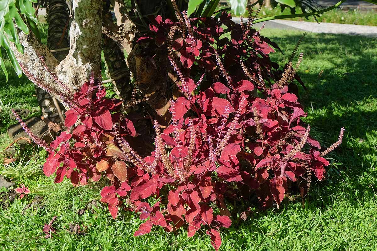 Une image horizontale rapprochée d'une plante Coleus poussant dans le jardin avec un feuillage bordeaux et de longues tiges de fleurs.