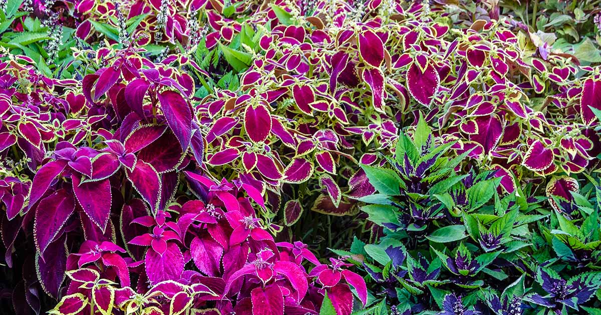 Devriez-vous laisser Coleus fleurir? Meilleures pratiques pour le feuillage dynamique